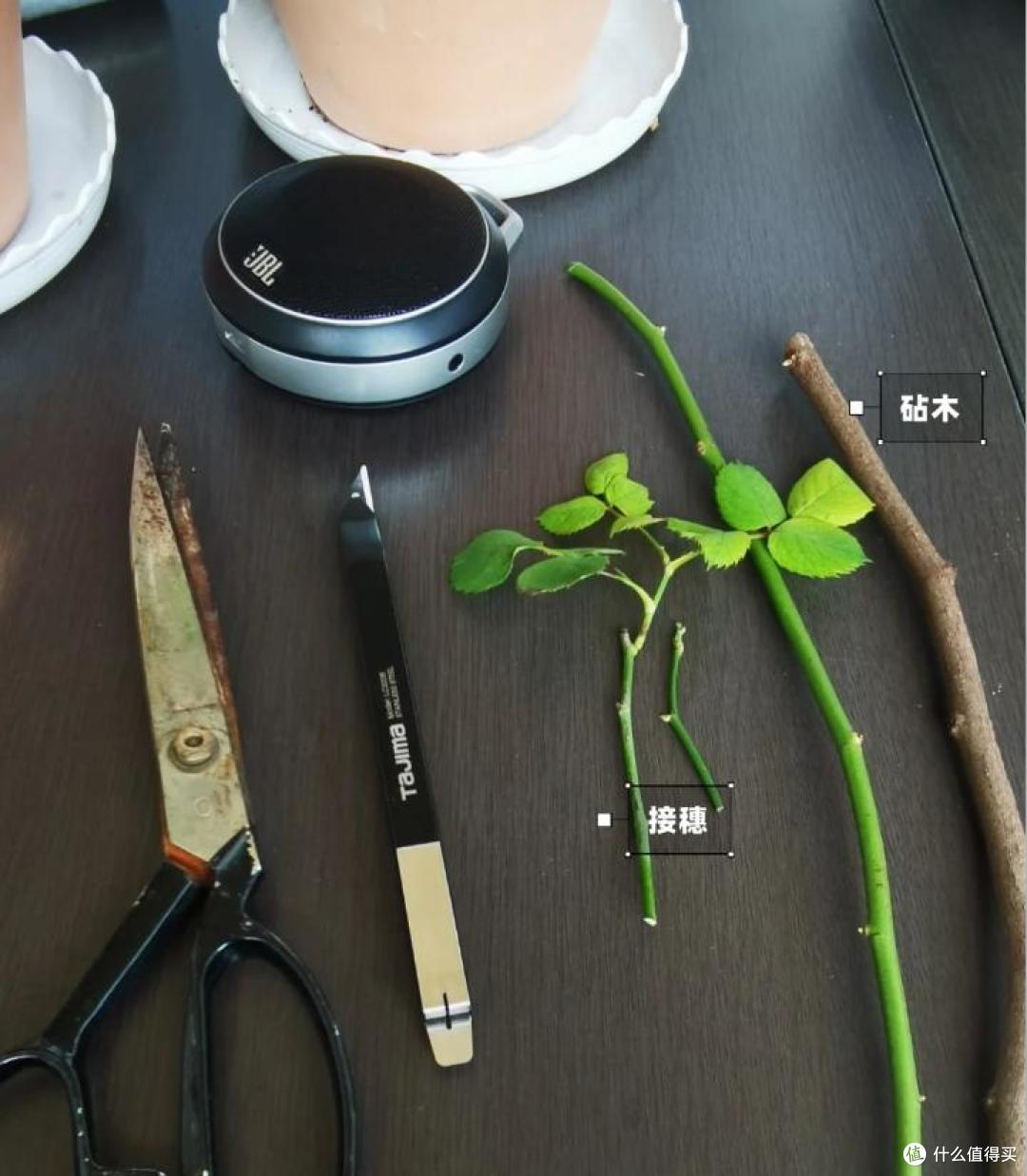 小伙晒“爷爷养的月季”,牛的不是一点,网友:也太为所欲所了~