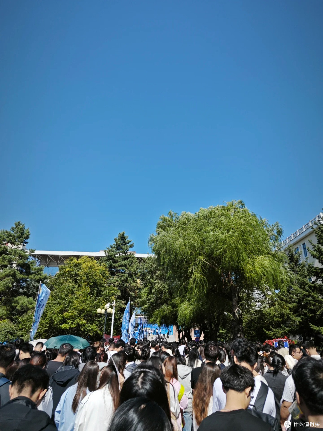 想当年,阳光玫瑰一斤100,现在一斤3块!