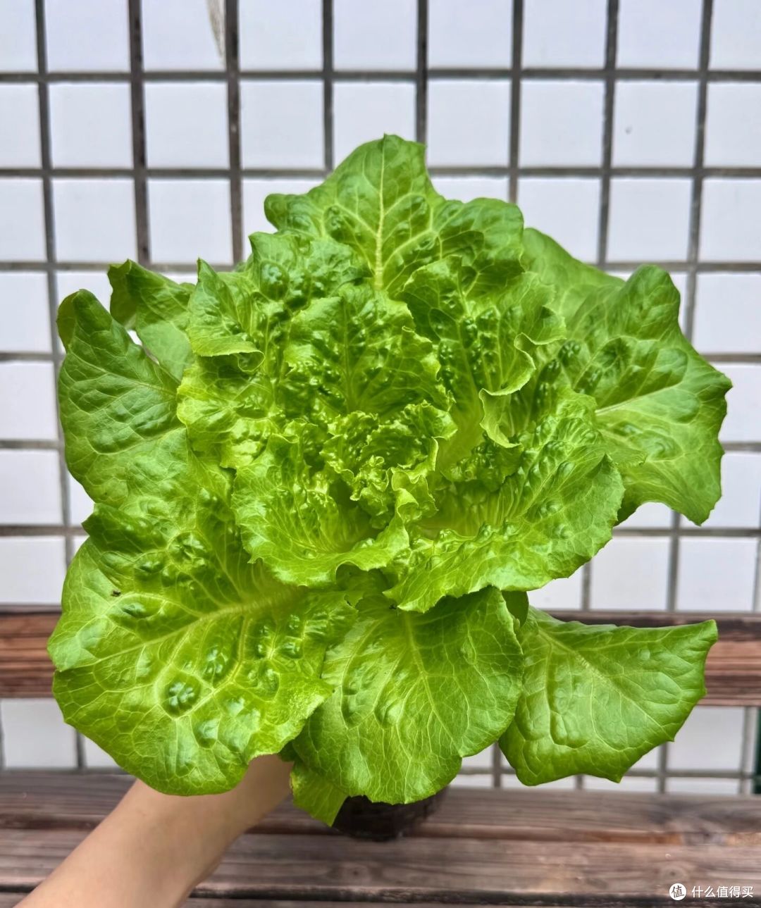重庆一女子“奶茶杯生菜”丰收了,又大又肥的,1盆能炒1顿菜!