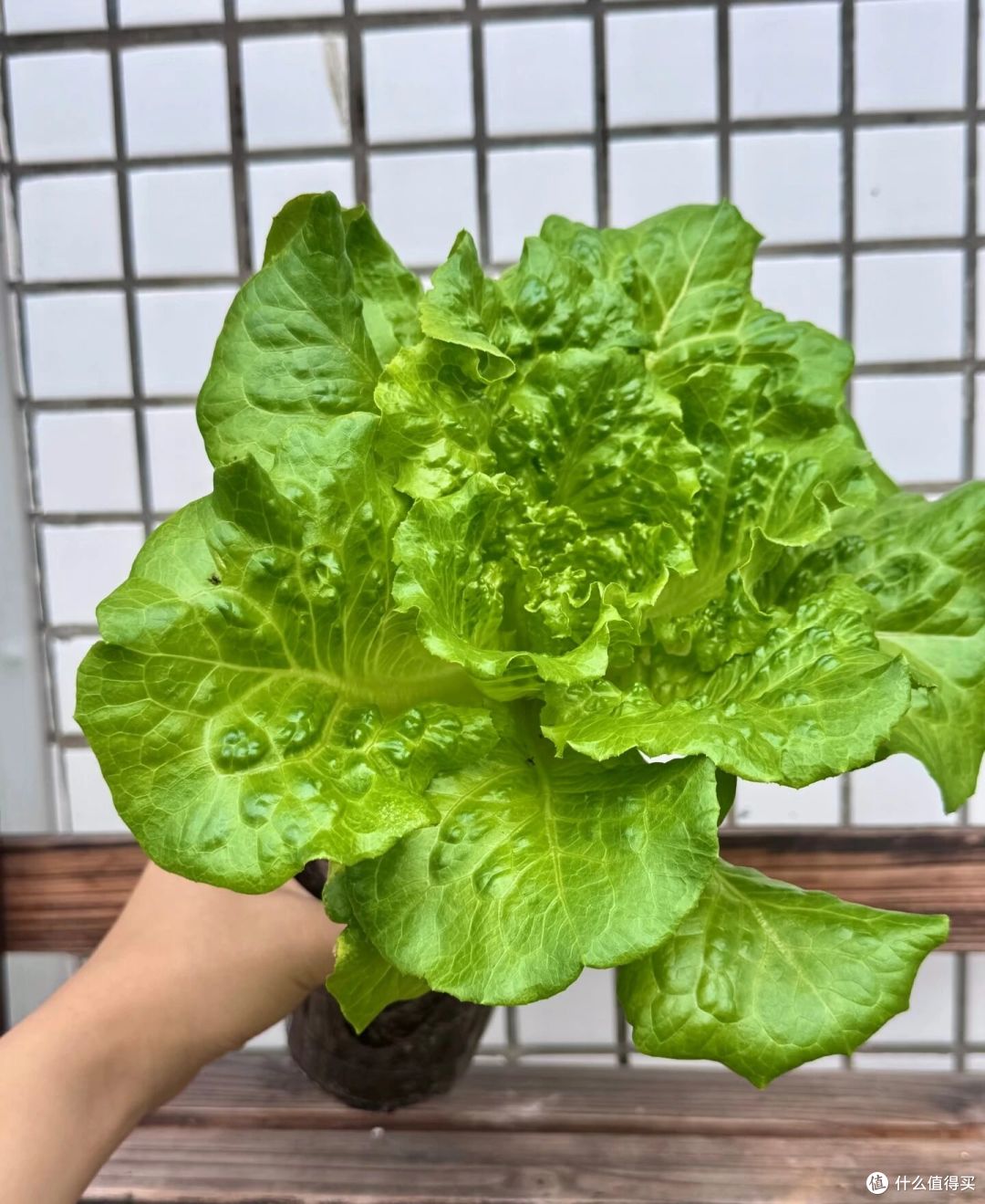 重庆一女子“奶茶杯生菜”丰收了,又大又肥的,1盆能炒1顿菜!