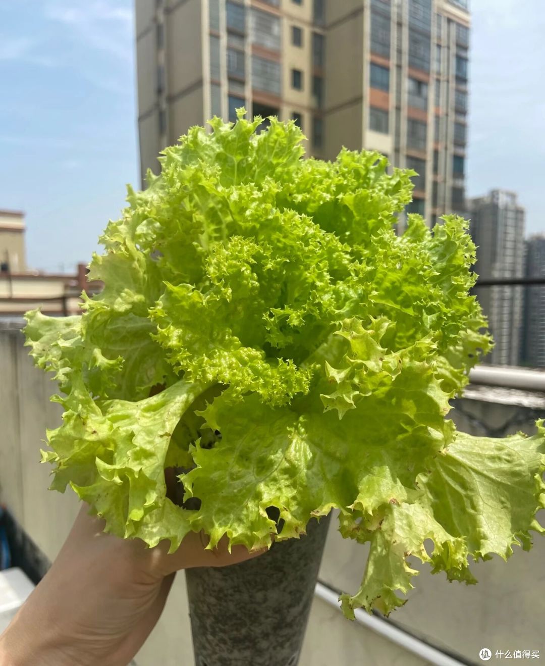重庆一女子“奶茶杯生菜”丰收了,又大又肥的,1盆能炒1顿菜!