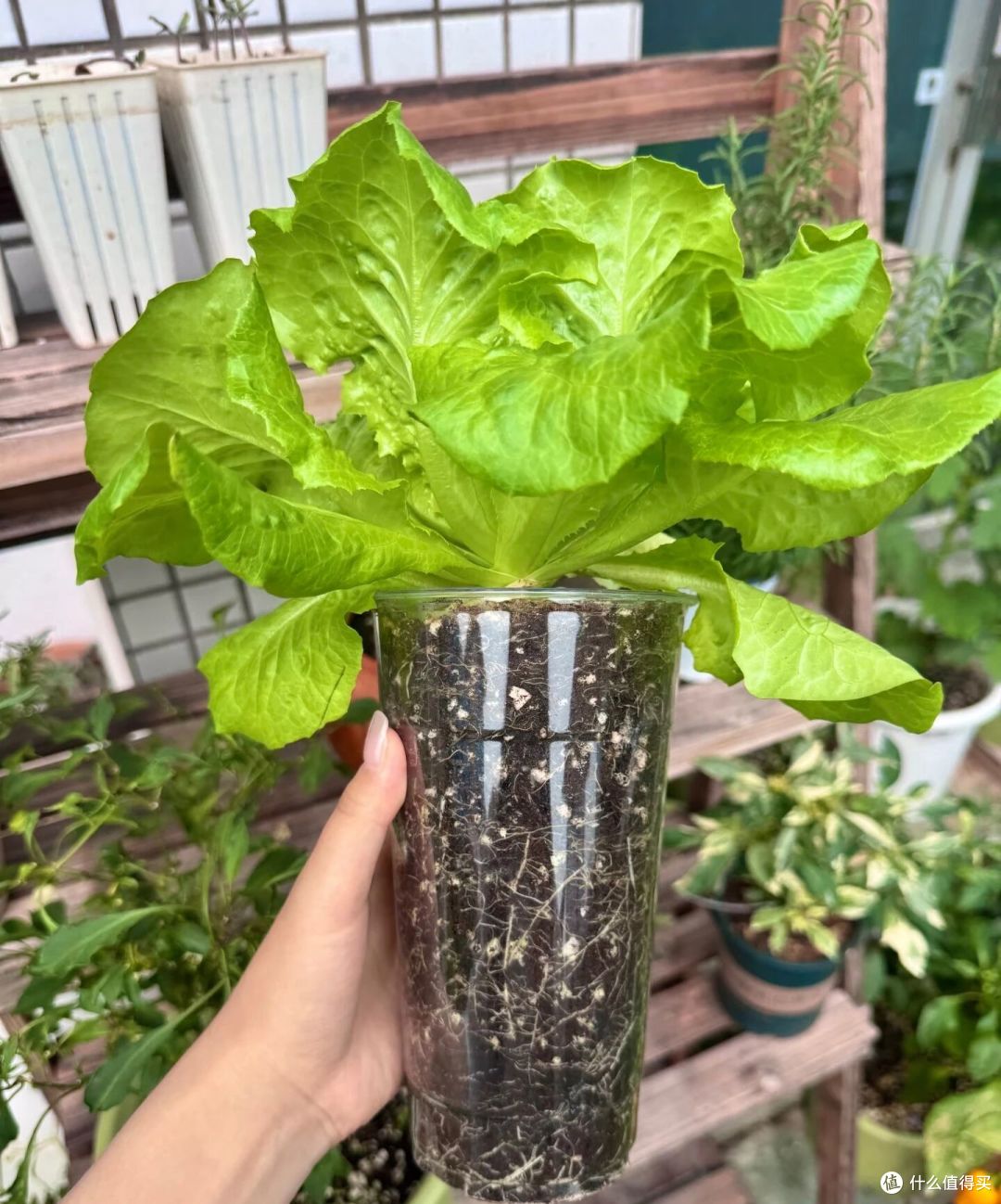 重庆一女子“奶茶杯生菜”丰收了,又大又肥的,1盆能炒1顿菜!