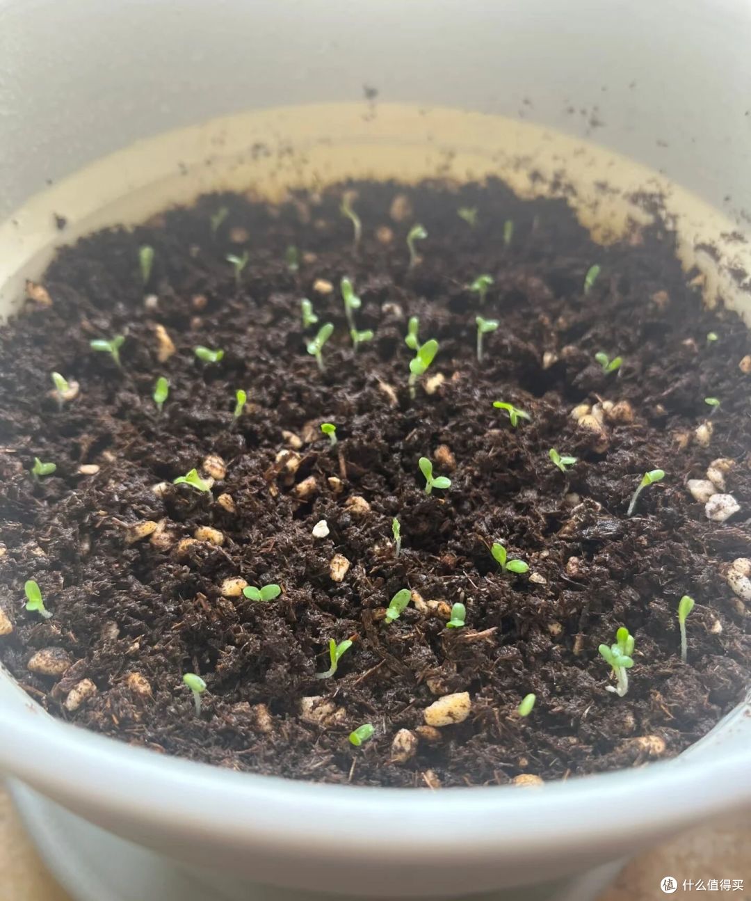 重庆一女子“奶茶杯生菜”丰收了,又大又肥的,1盆能炒1顿菜!