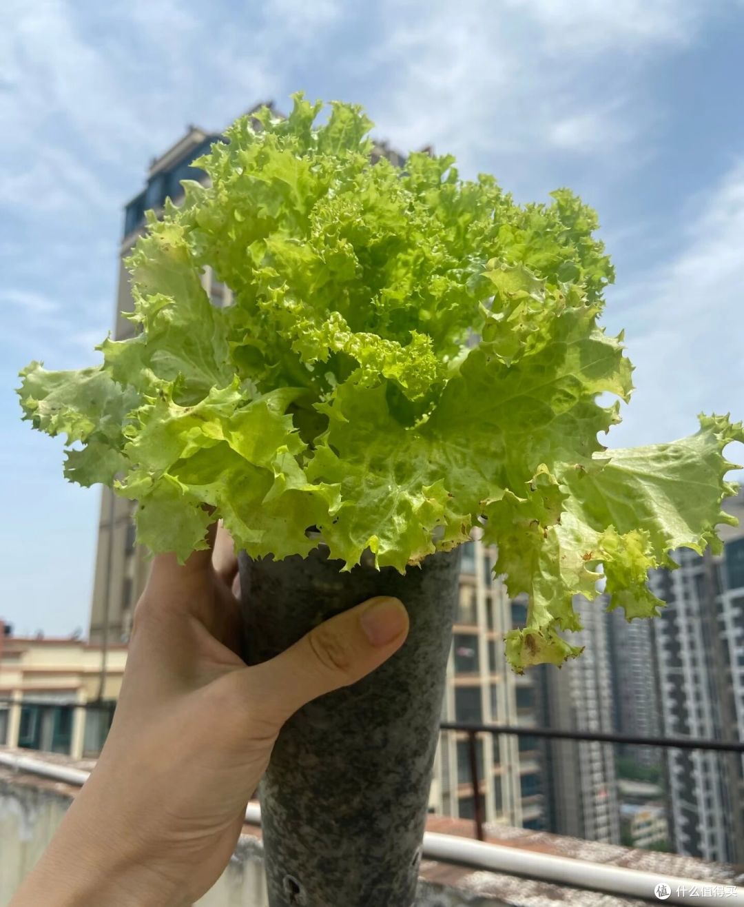重庆一女子“奶茶杯生菜”丰收了,又大又肥的,1盆能炒1顿菜!