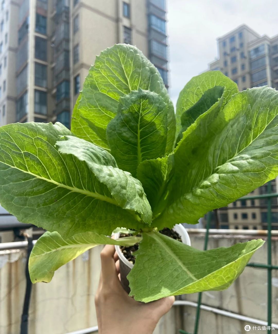 重庆一女子“奶茶杯生菜”丰收了,又大又肥的,1盆能炒1顿菜!