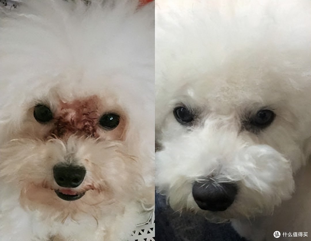 狗狗有泪痕吃什么狗粮好?这些高性价比款亲测有效!