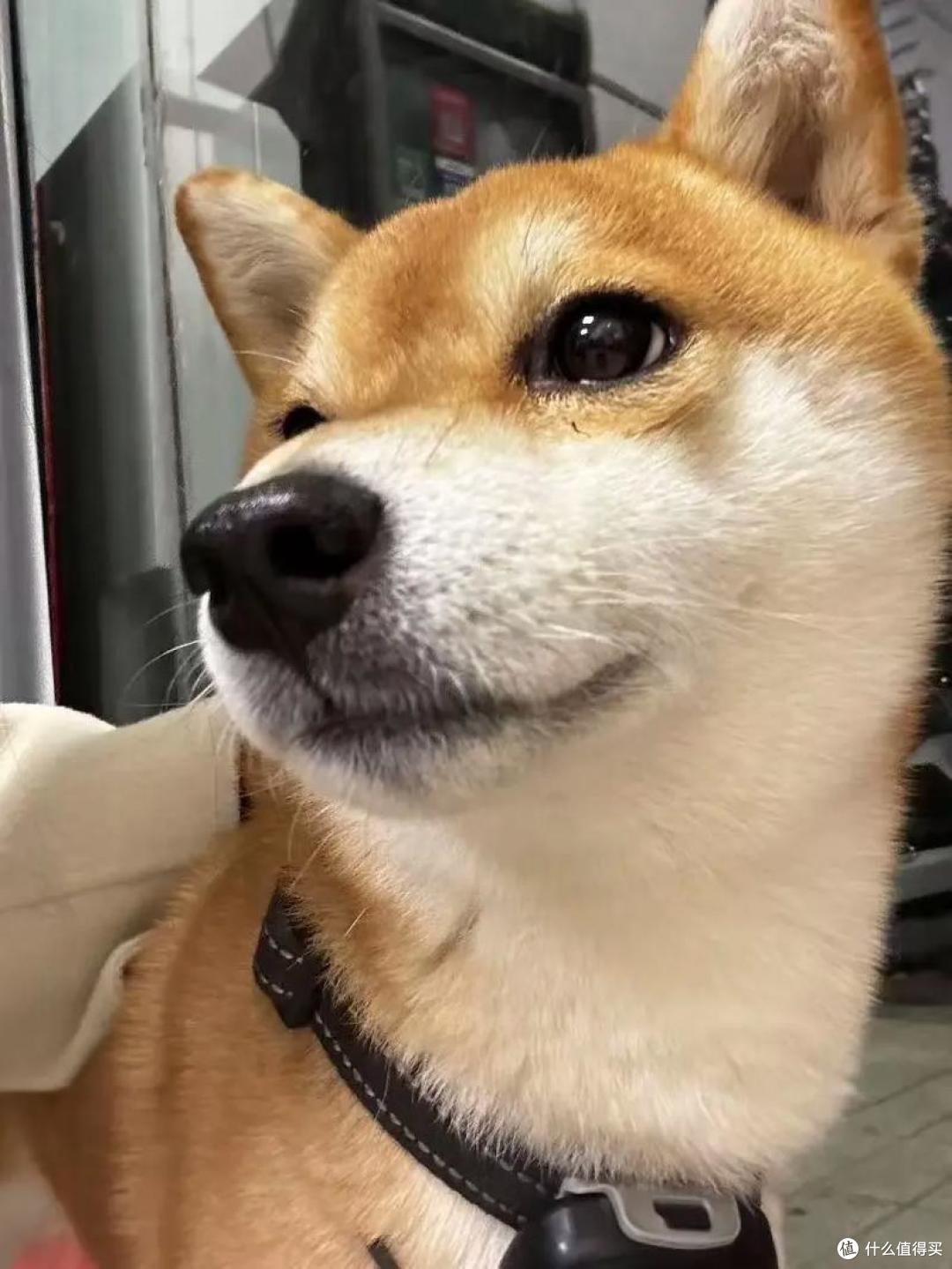 狗狗有泪痕吃什么狗粮好?这些高性价比款亲测有效!
