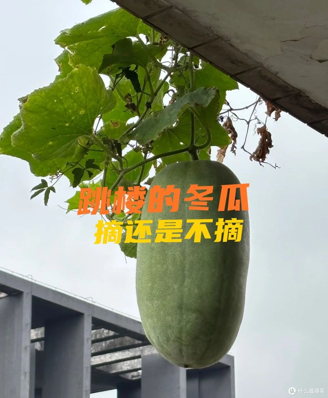 重庆一男子,因楼上“冬瓜跳楼”引围观,网友辣评真精彩!