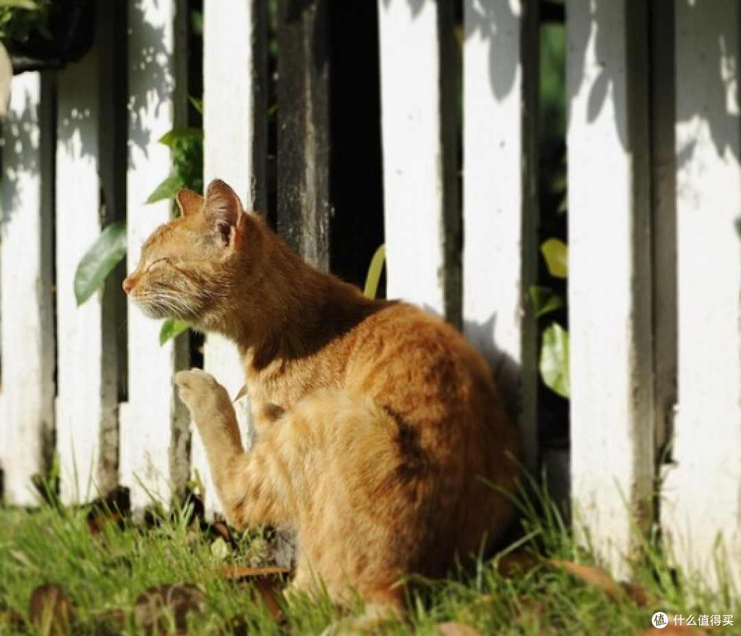 2025排名前十的猫罐头有哪些?性价比高的猫罐头大盘点!