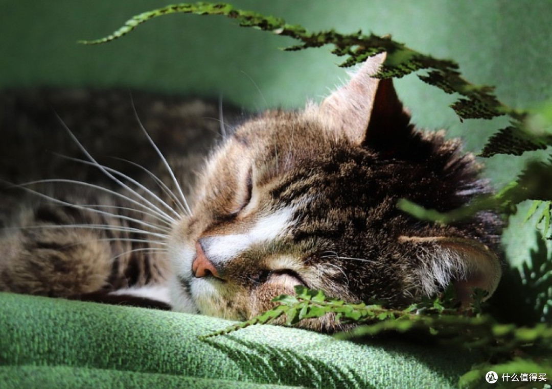 2025排名前十的猫罐头有哪些?性价比高的猫罐头大盘点!
