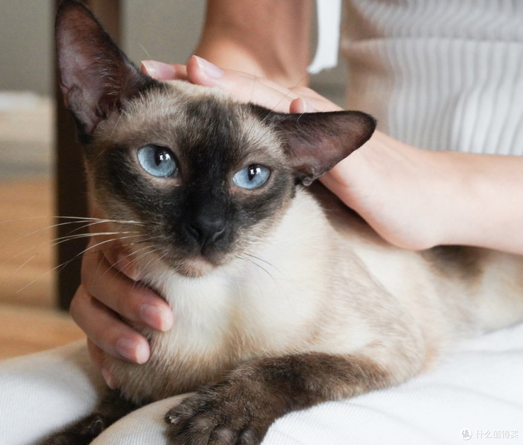 猫罐头哪个品牌的比较好？2025好评如潮的猫罐头品牌推荐