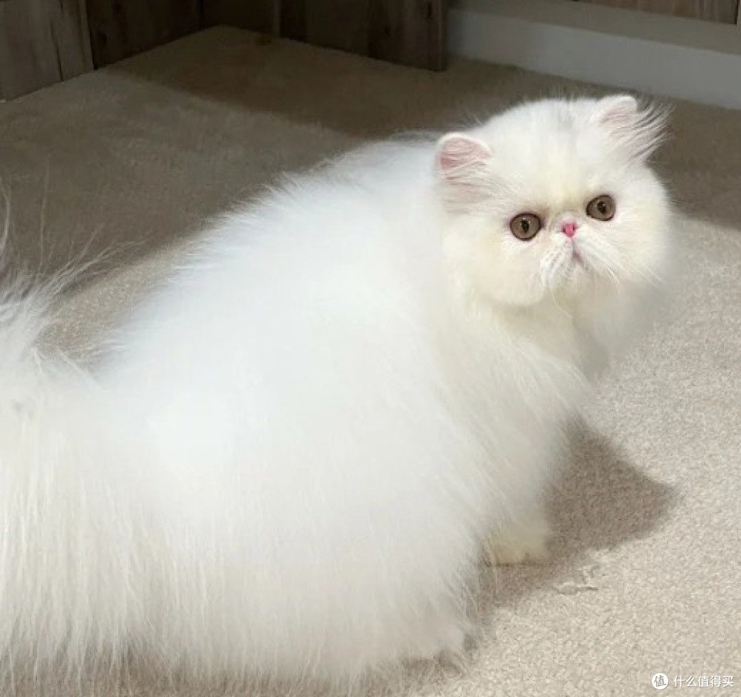 猫罐头哪个品牌的比较好？2025好评如潮的猫罐头品牌推荐