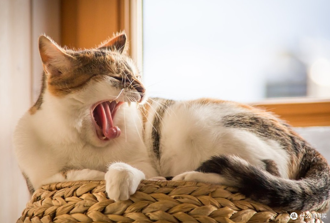 猫罐头十大品牌有哪些?万人推荐排名前十的猫罐头品牌测评