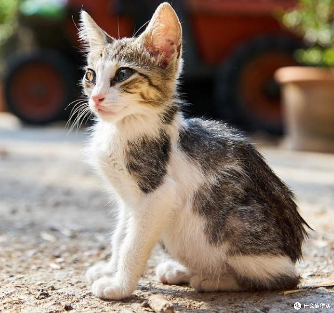 2025最新猫罐头品牌推荐哪些?猫罐头排行榜前4测评!