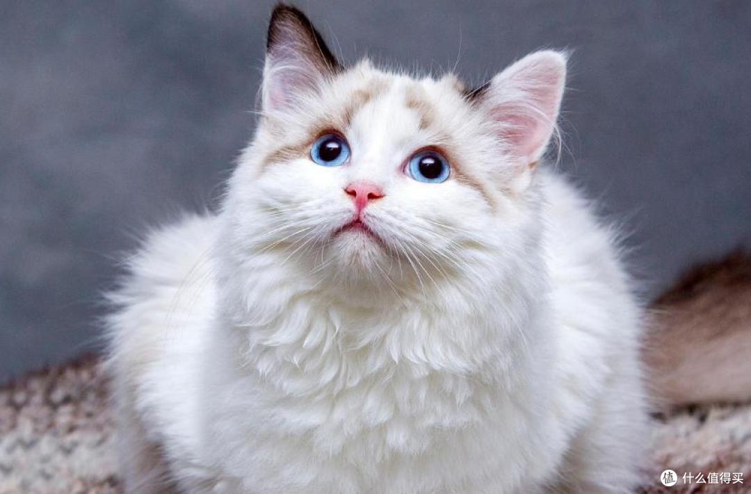 2025最新猫罐头品牌推荐哪些?猫罐头排行榜前4测评!