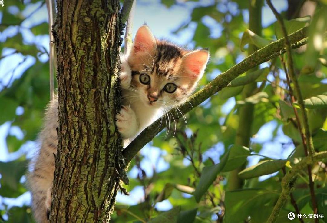 2025最新猫罐头品牌推荐哪些?猫罐头排行榜前4测评!