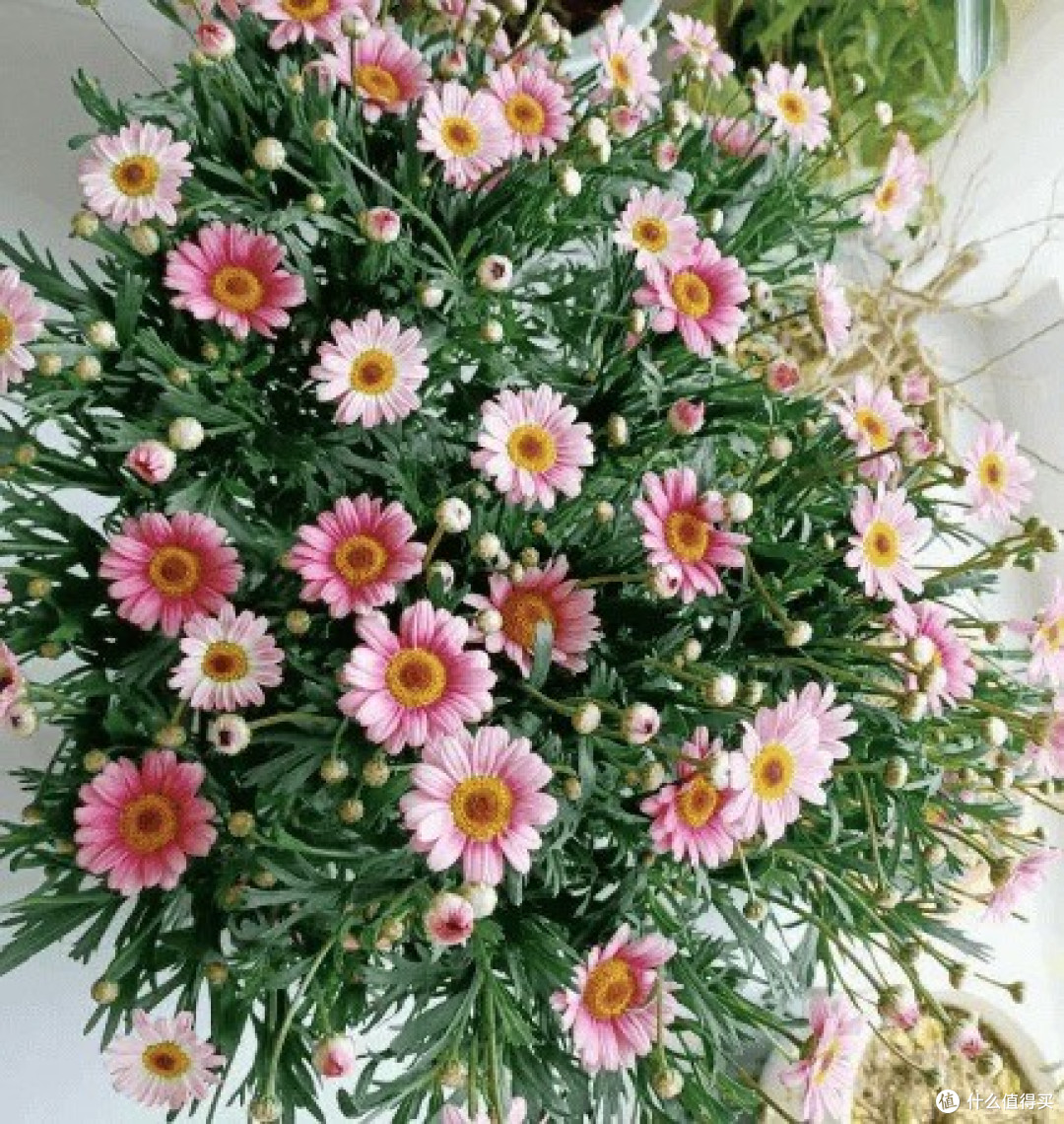秋季植物养护要点解析