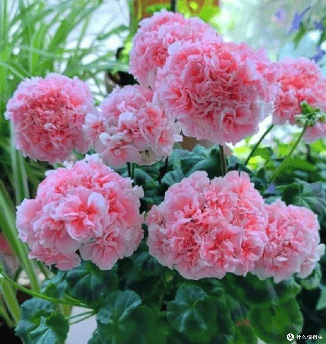秋季植物养护要点解析