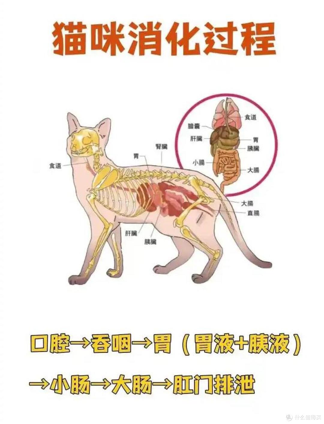 猫咪挑食、不长肉、肠胃还脆弱,有营养好品质安全的猫粮推荐吗?