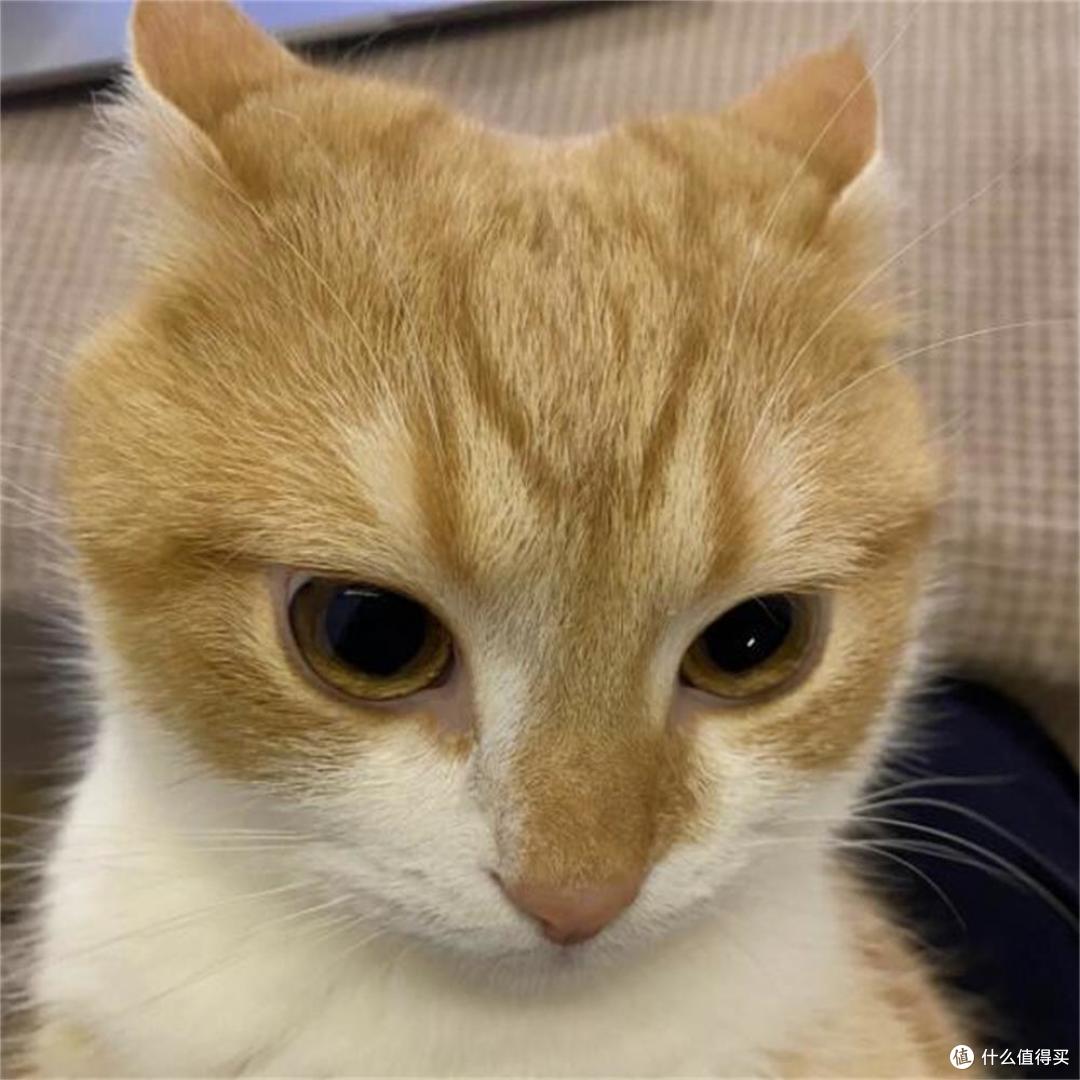 猫咪挑食、不长肉、肠胃还脆弱,有营养好品质安全的猫粮推荐吗?