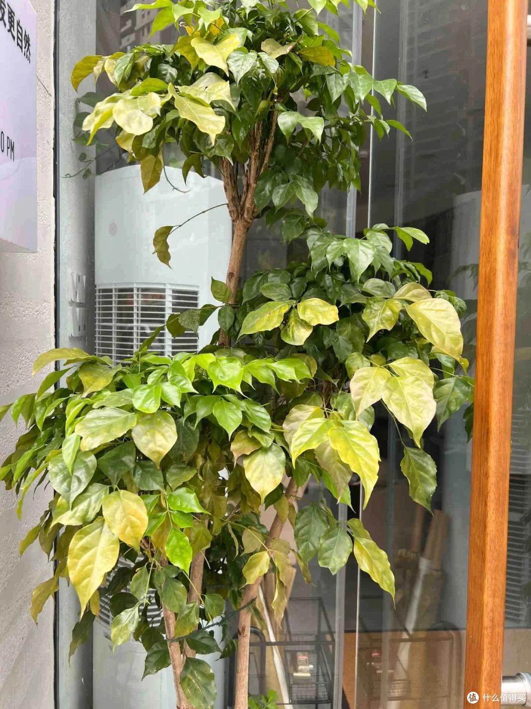 男子“超嫌弃的幸福树”,扔掉前开花了?网友:幸福的是多不情愿