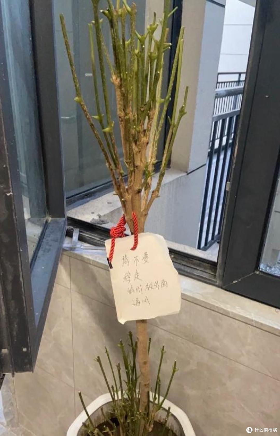 男子“超嫌弃的幸福树”,扔掉前开花了?网友:幸福的是多不情愿