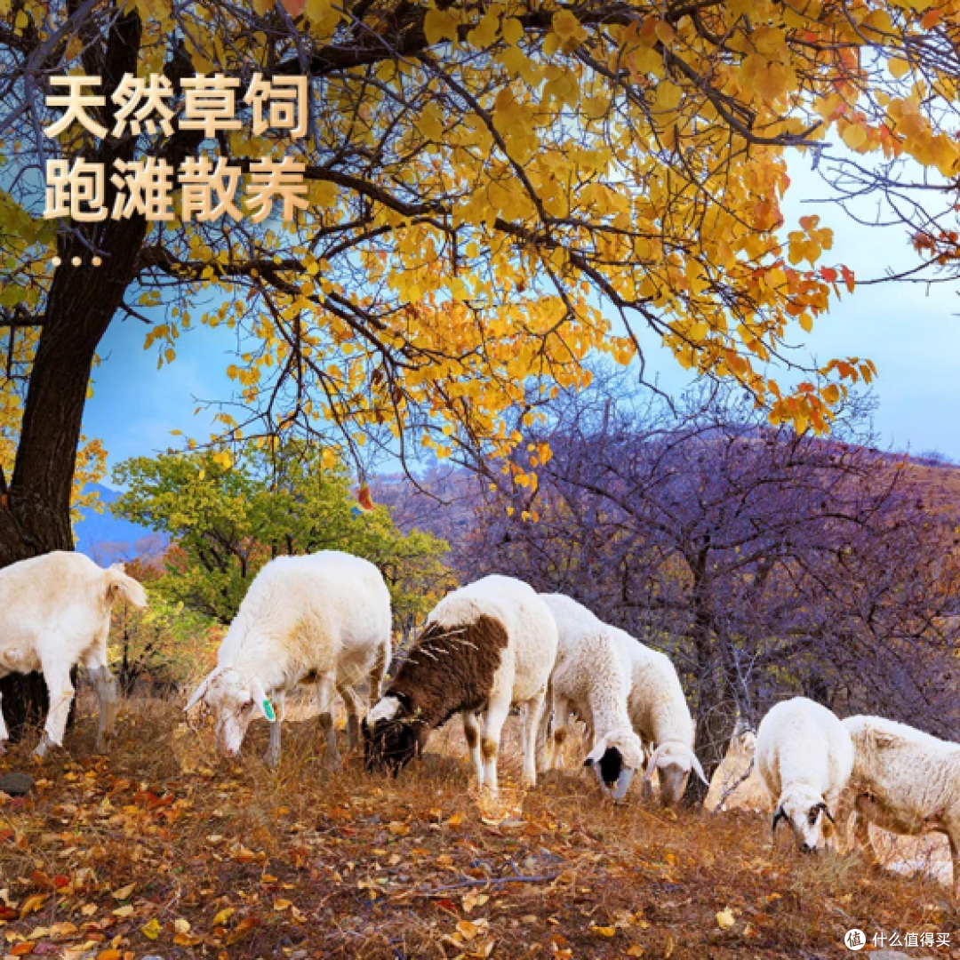 滩羊之乡?就选谷开元！