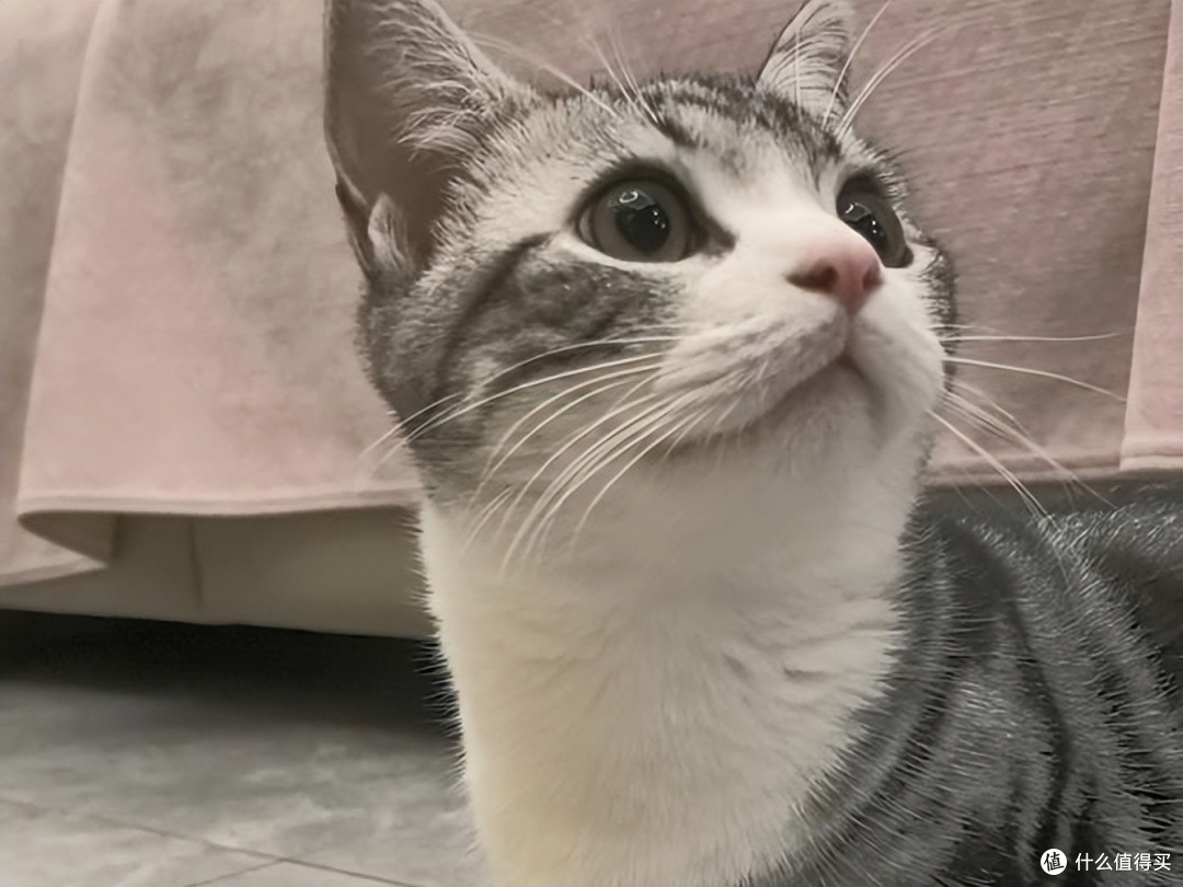 猫咪挑食吃什么猫粮好?猫咪挑食不再愁!5 款“真香”猫粮大盘点