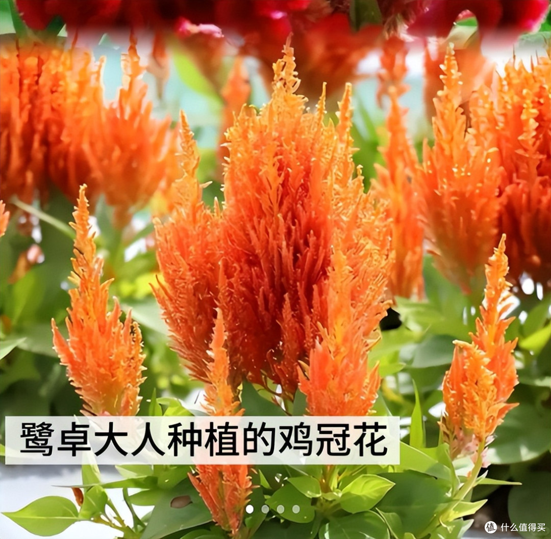男子晒“水泥地冒出的鸡冠花”,感觉怪怪的,网友:太显眼包了