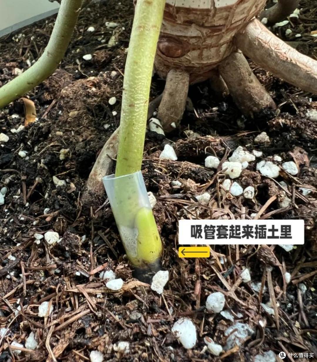 小伙晒“挂吊瓶的龙鳞春羽”,得救了:我去,还能这么玩?开眼了