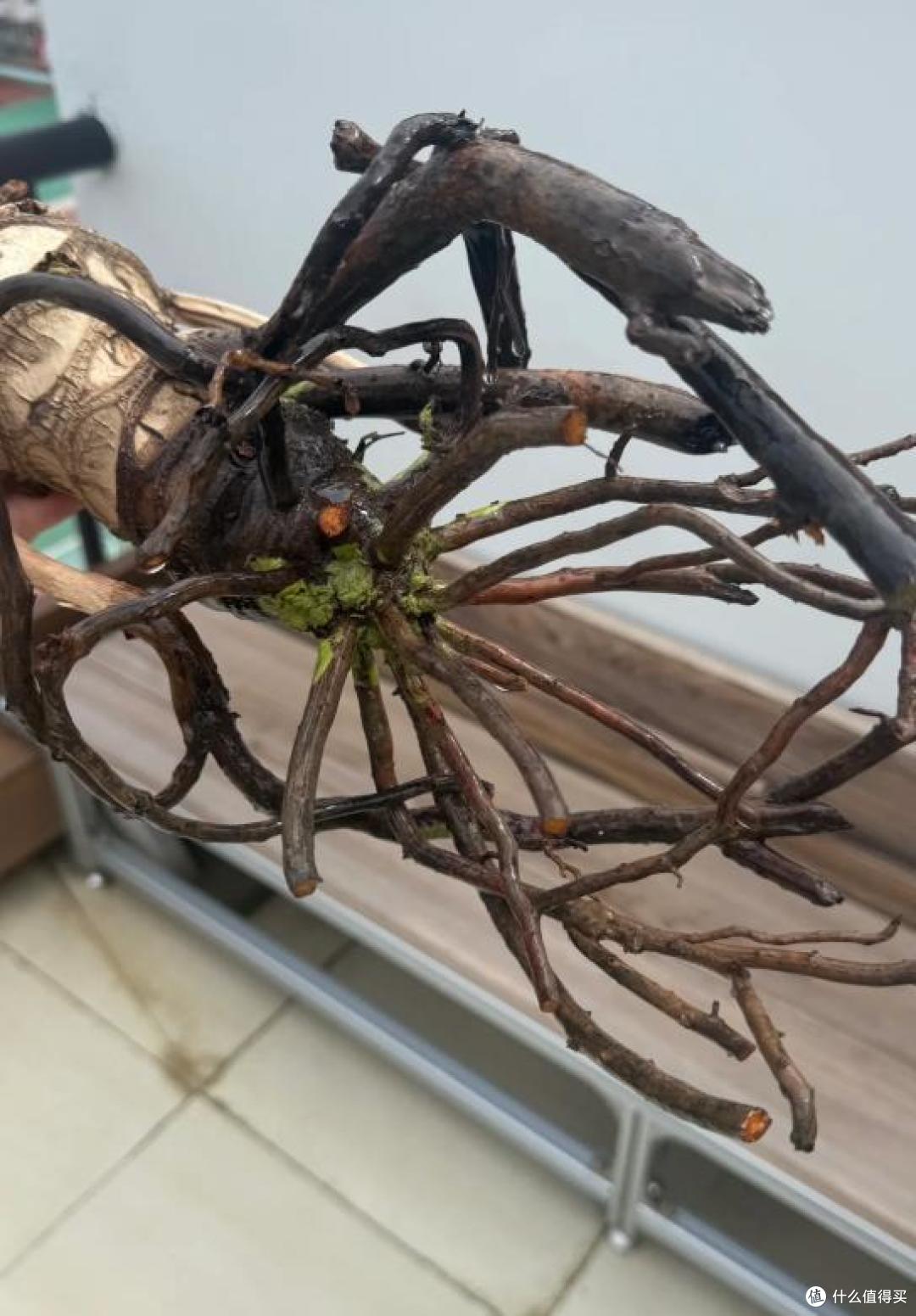 小伙晒“挂吊瓶的龙鳞春羽”,得救了:我去,还能这么玩?开眼了