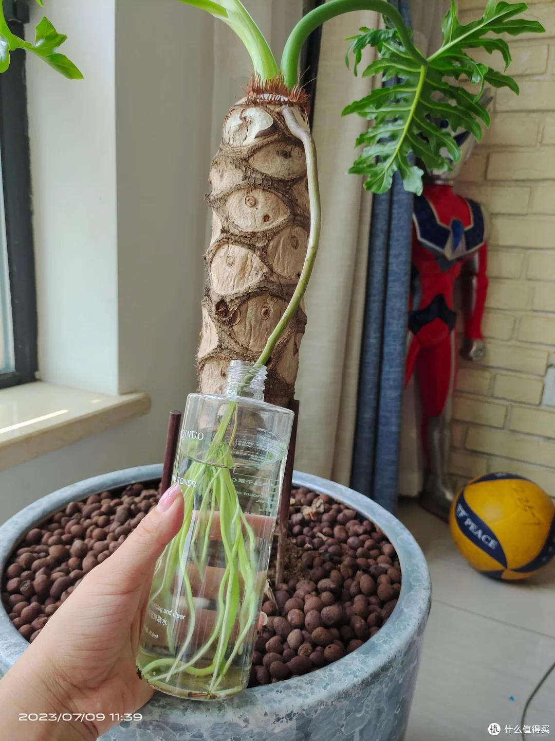 小伙晒“挂吊瓶的龙鳞春羽”,得救了:我去,还能这么玩?开眼了
