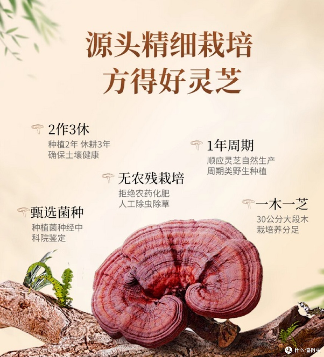 预算/品质双维度:灵芝孢子哪个品牌最好?不同需求对应不同优选