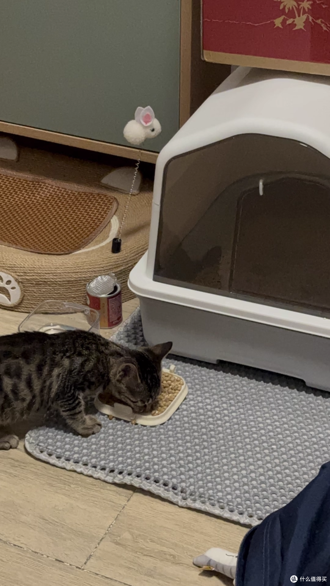 养猫不背 “异味锅”!全封闭式超大号猫厕所深度体验