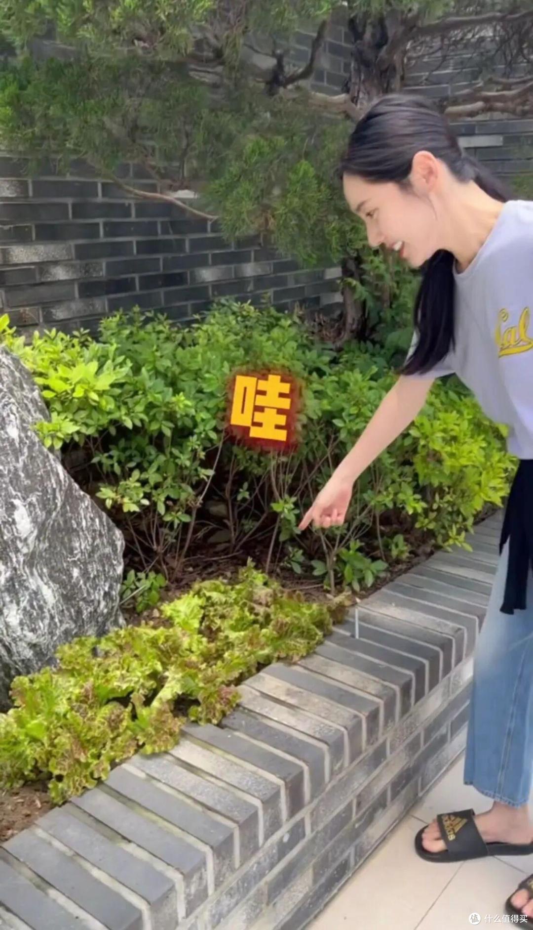 中国媳妇“秋瓷炫”的院子火了，仅一菜园子就圈粉无数，真接地气