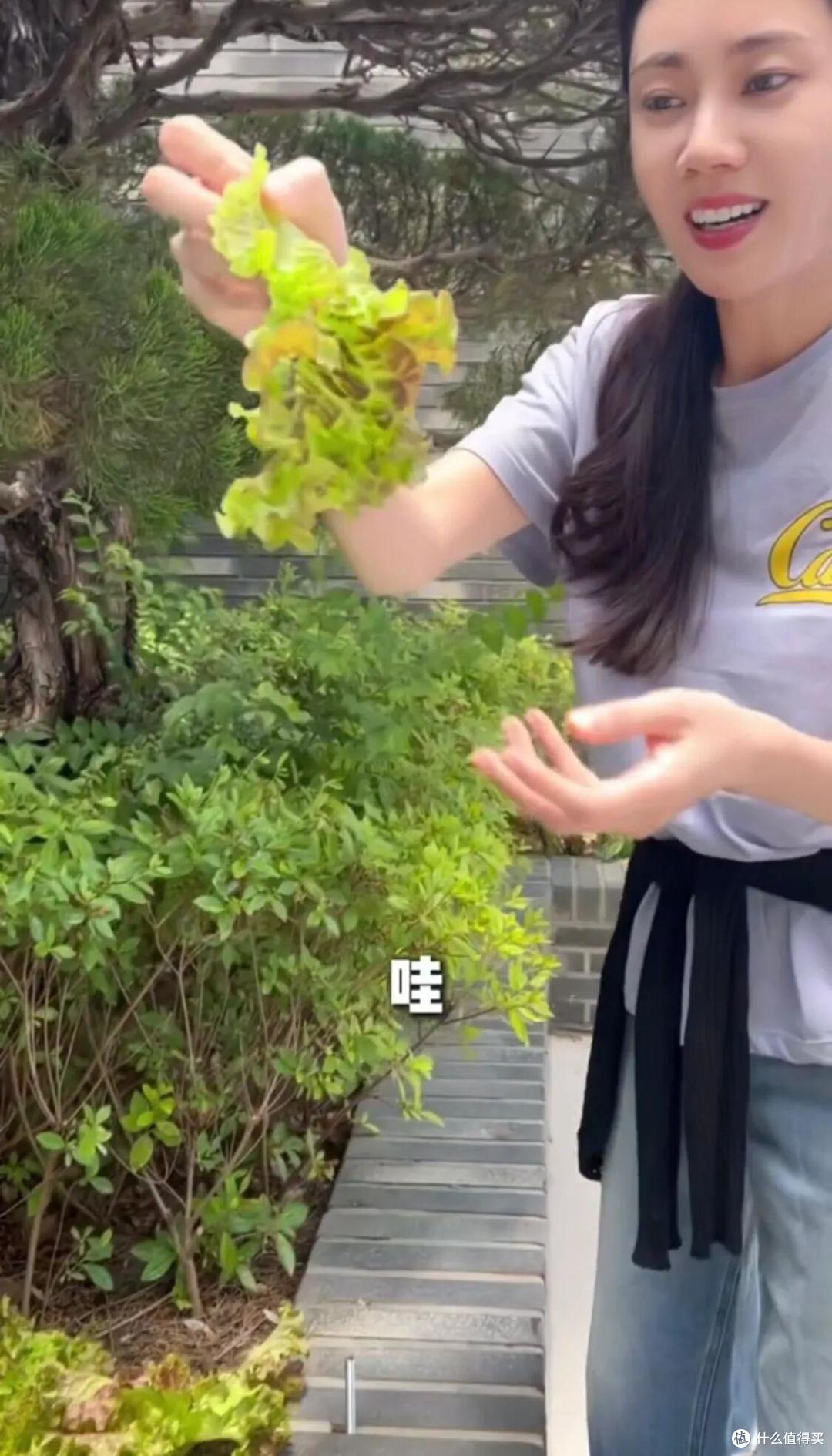 中国媳妇“秋瓷炫”的院子火了，仅一菜园子就圈粉无数，真接地气