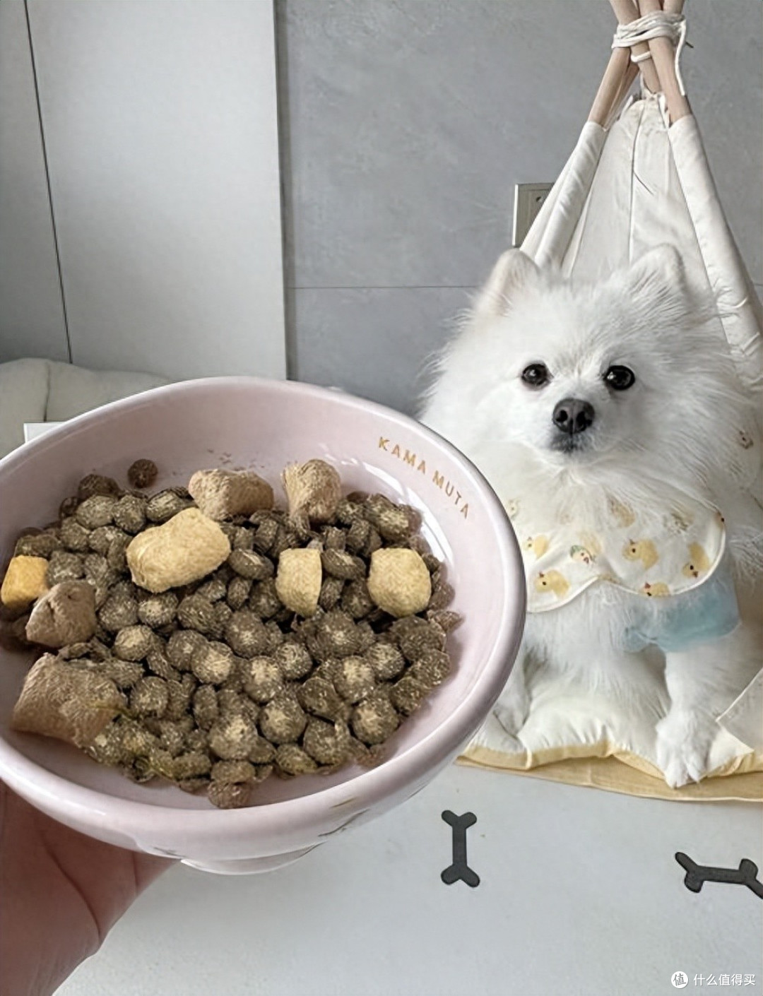 小型犬吃什么狗粮好?小型犬狗粮品牌推荐!怎么让小型犬吃得健康