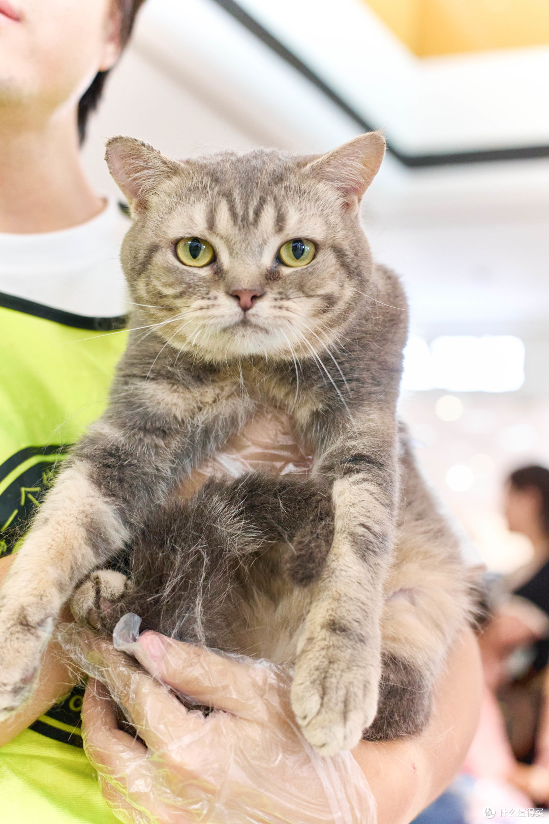 猫咪软便(能吃能喝):原因分析与科学应对指南