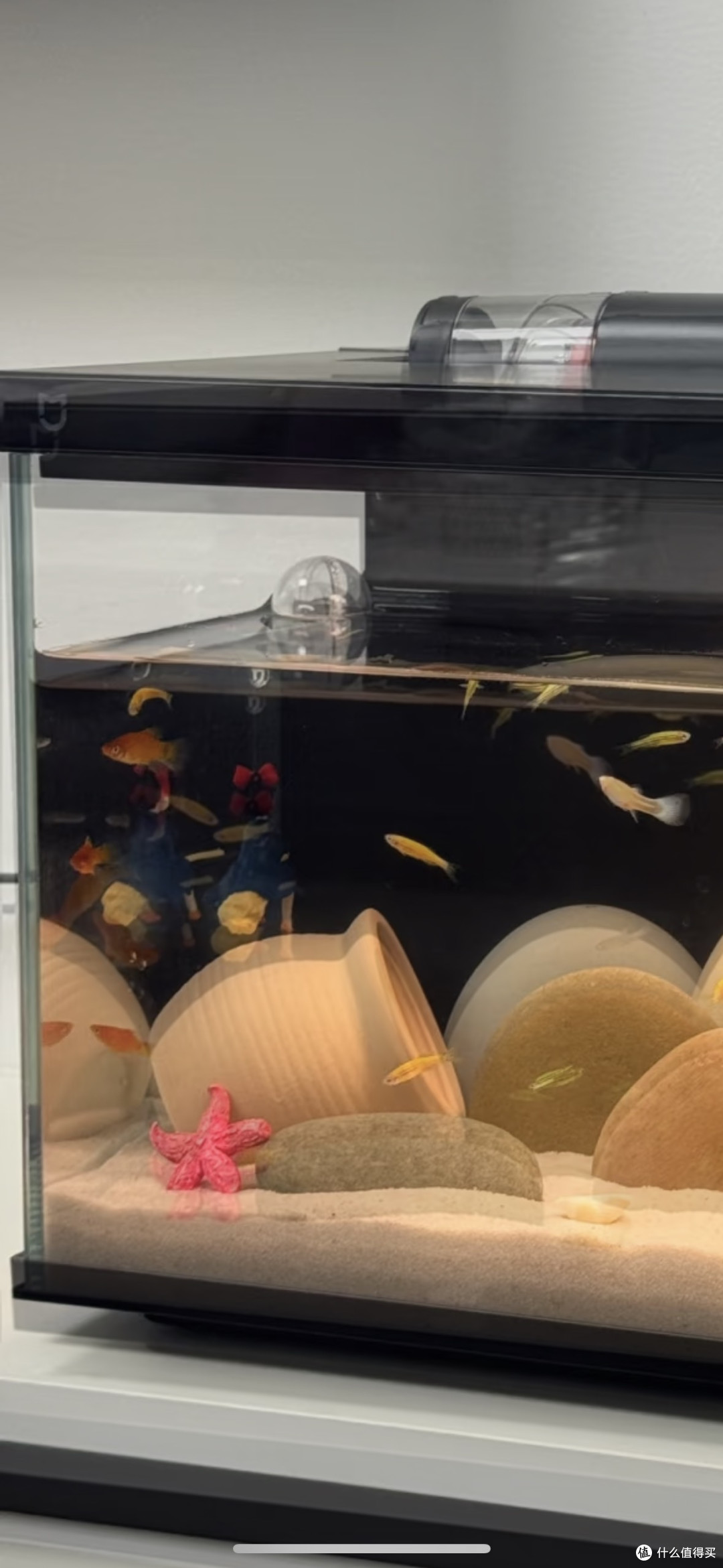 新手养鱼指南：鱼缸和鱼饲料选择技巧