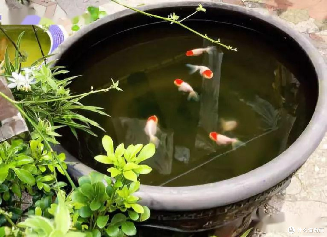 古法养鱼:构建自然生态循环