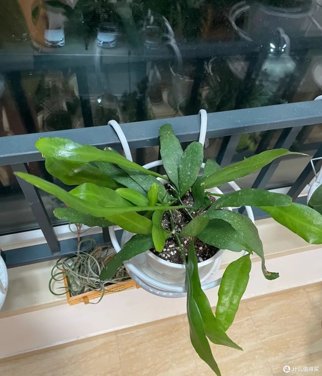 女子养5年的昙花开10000朵,仙气飘飘的,网友:超级壮观!