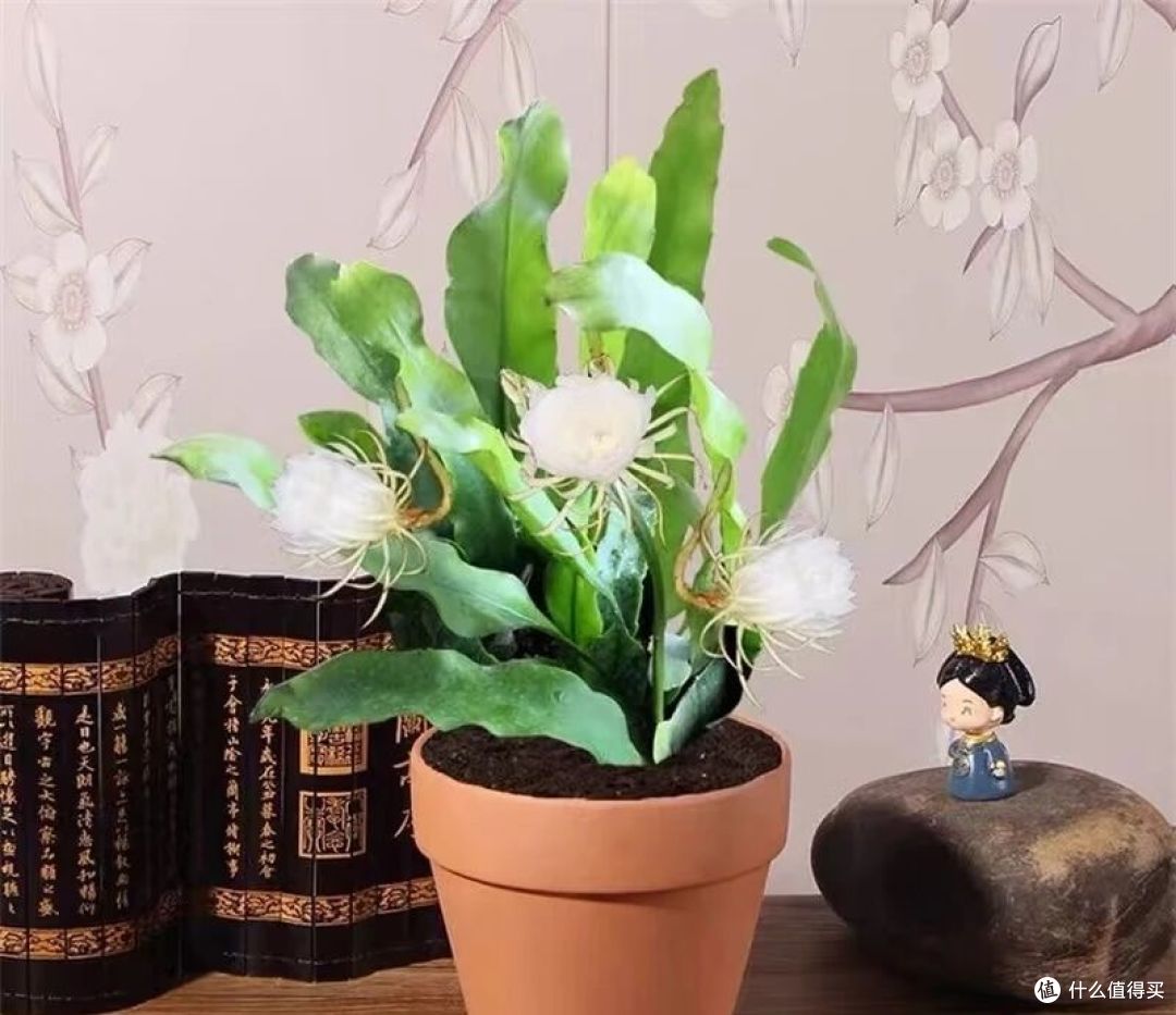 女子养5年的昙花开10000朵,仙气飘飘的,网友:超级壮观!