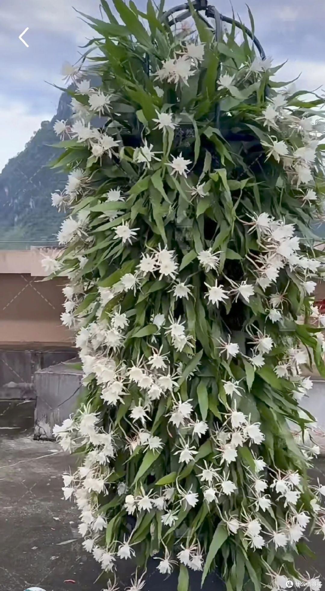 女子养5年的昙花开10000朵,仙气飘飘的,网友:超级壮观!