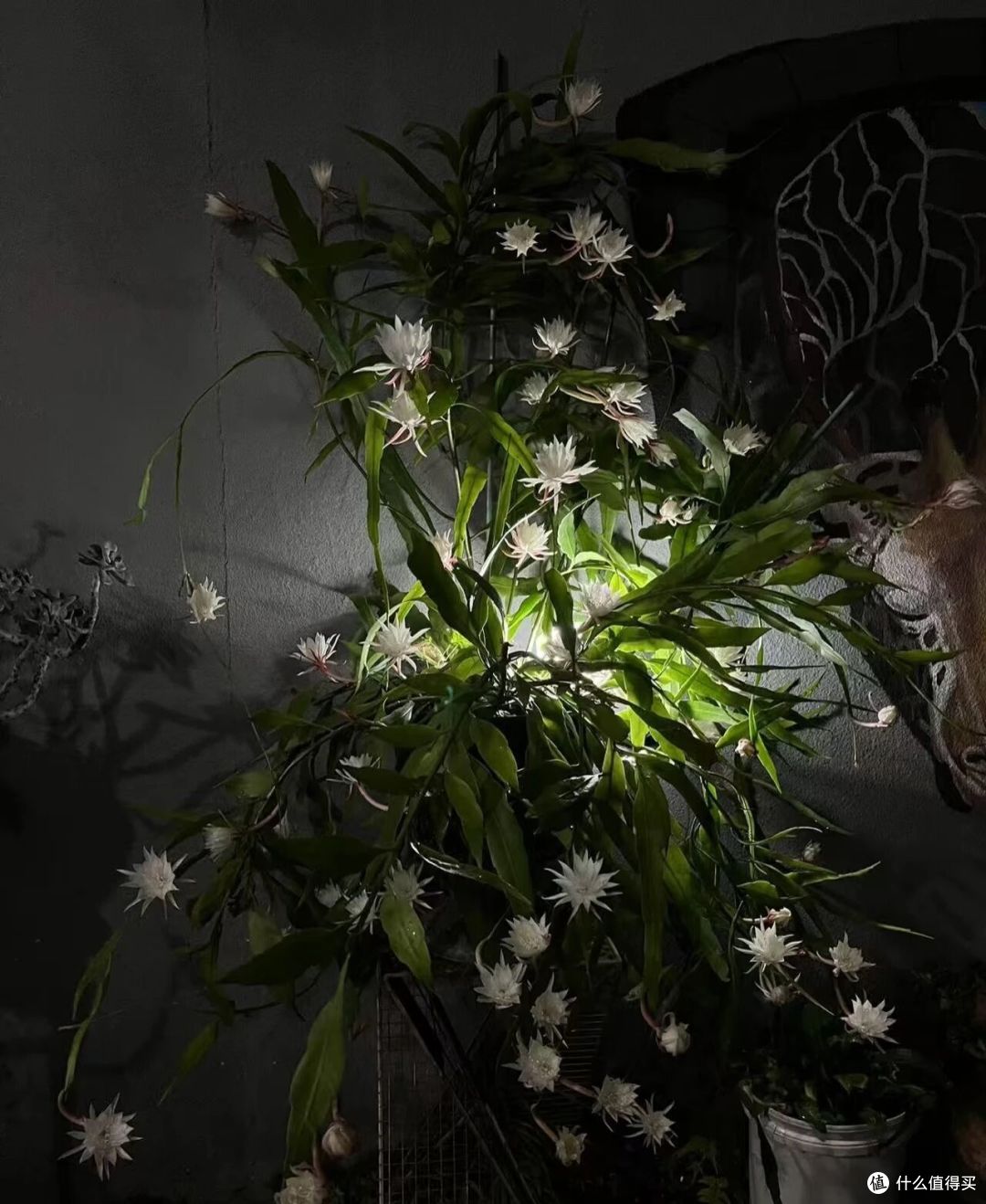 女子养5年的昙花开10000朵,仙气飘飘的,网友:超级壮观!