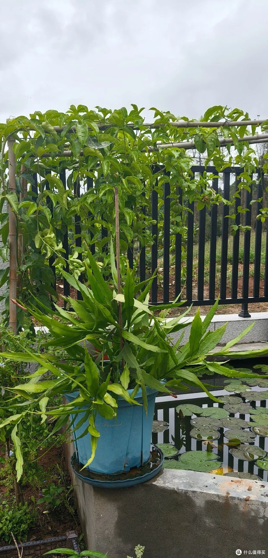女子养5年的昙花开10000朵,仙气飘飘的,网友:超级壮观!