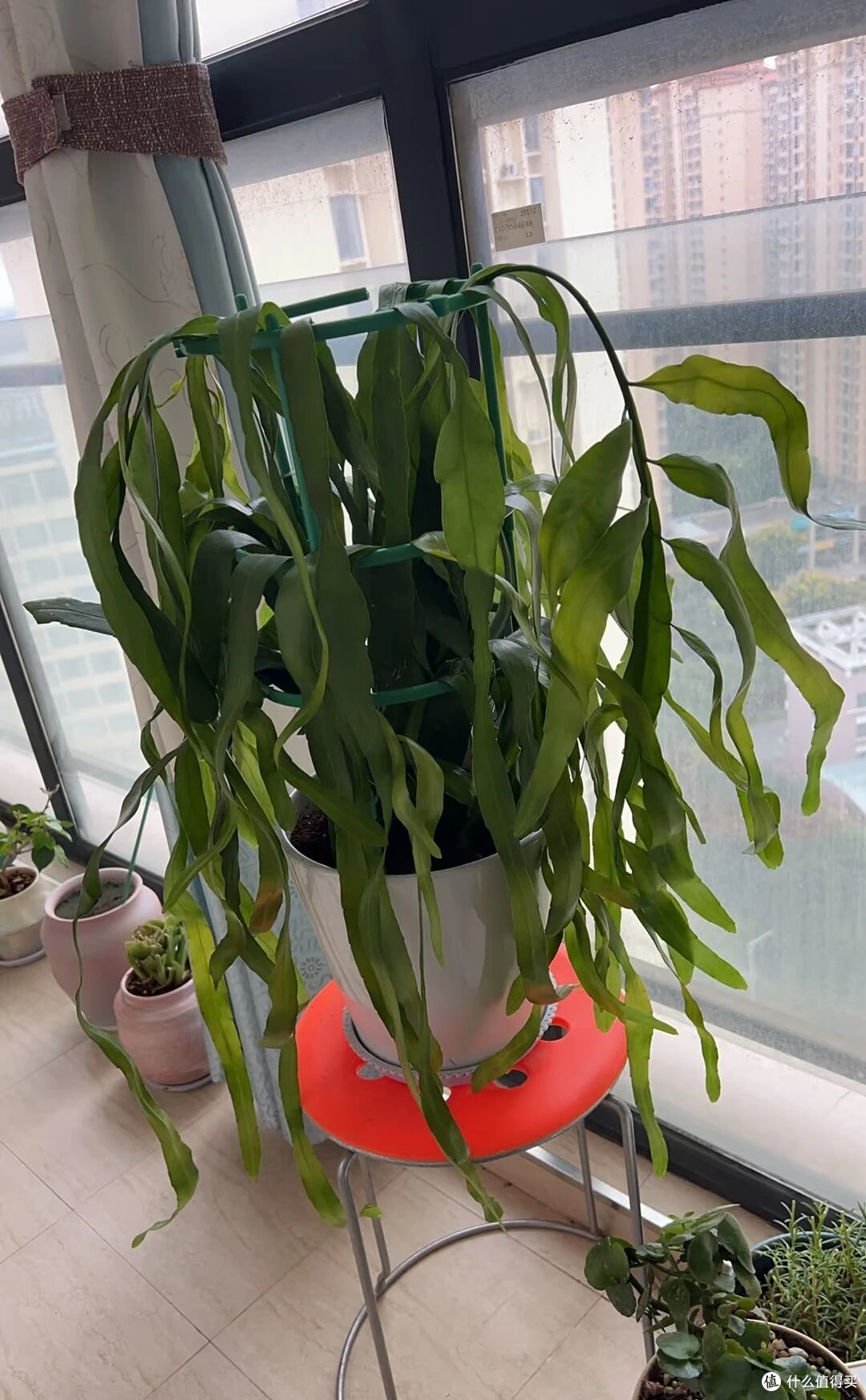 女子养5年的昙花开10000朵,仙气飘飘的,网友:超级壮观!