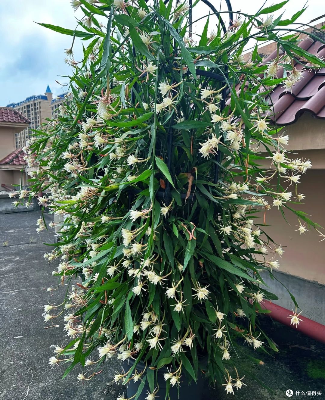 女子养5年的昙花开10000朵,仙气飘飘的,网友:超级壮观!