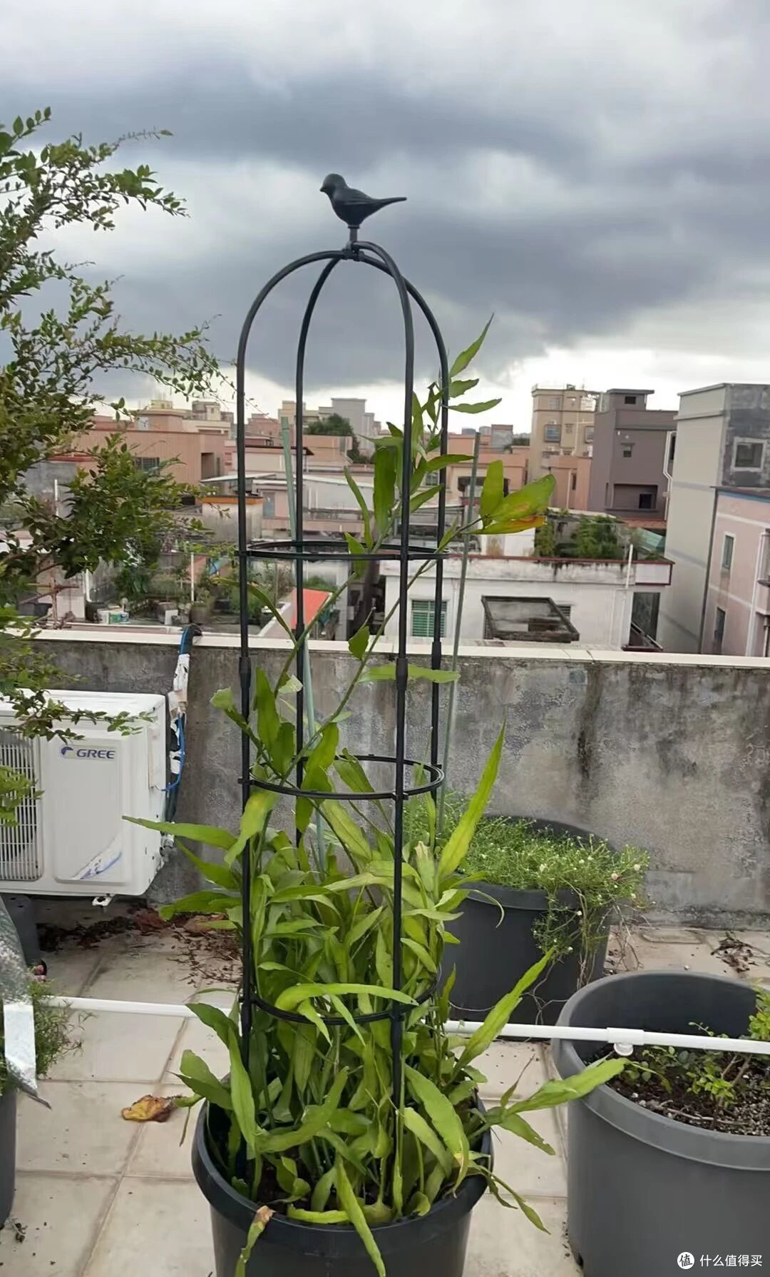 女子养5年的昙花开10000朵,仙气飘飘的,网友:超级壮观!