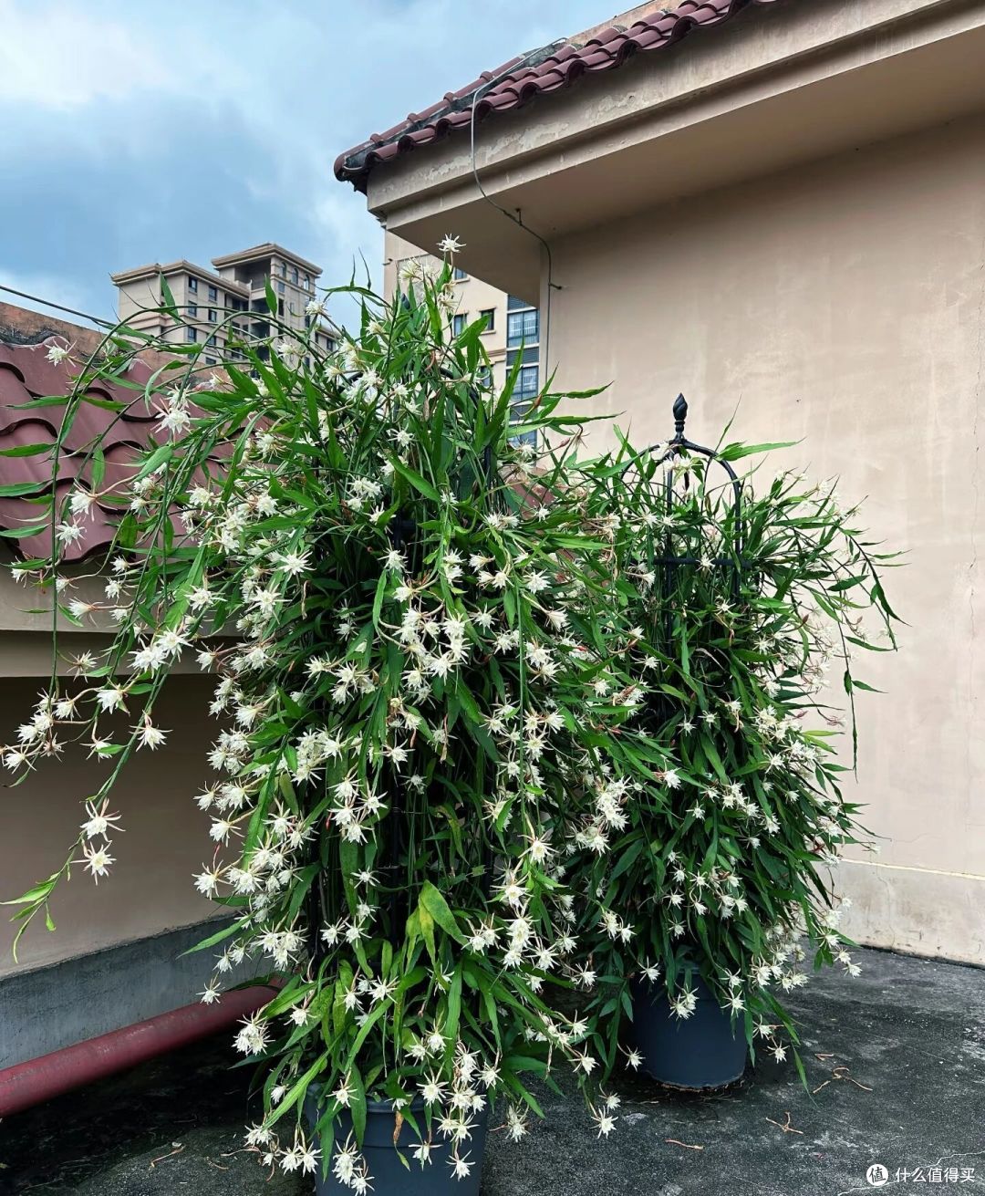 女子养5年的昙花开10000朵,仙气飘飘的,网友:超级壮观!