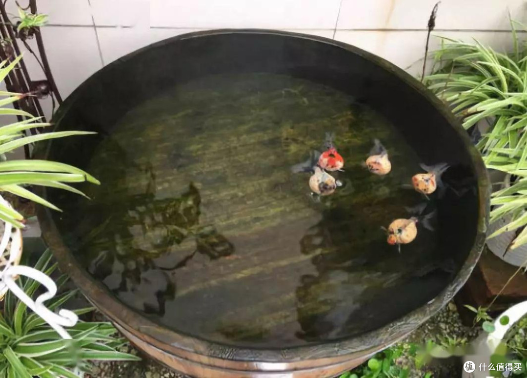 古法养鱼:构建自然生态循环